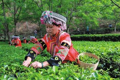 从辉煌到落寞 滇红茶如何重振雄风？