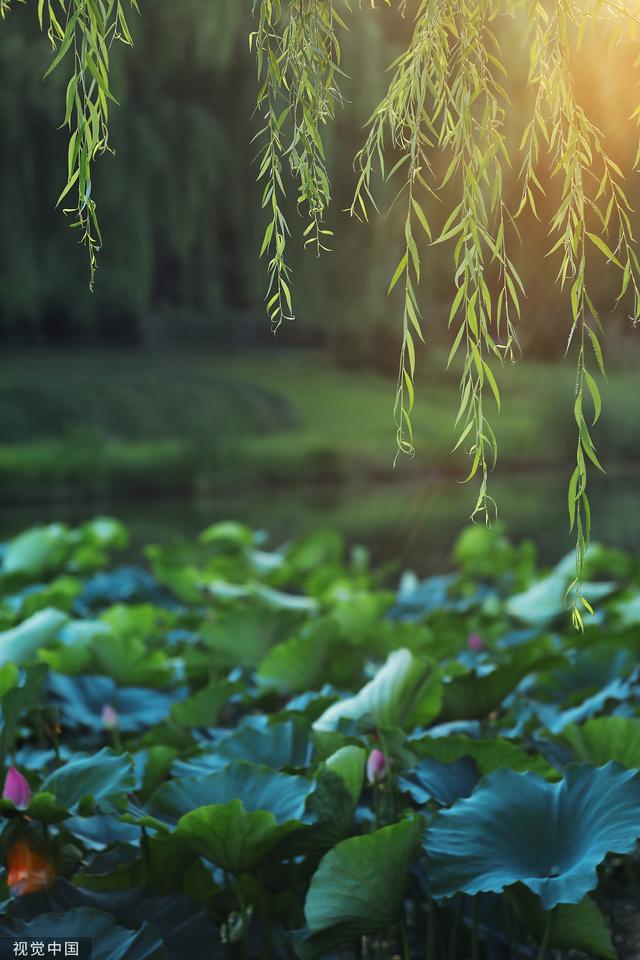 洛邑是现在的哪里，洛邑是现在的哪里邑（夏至：最早被确立的节气）