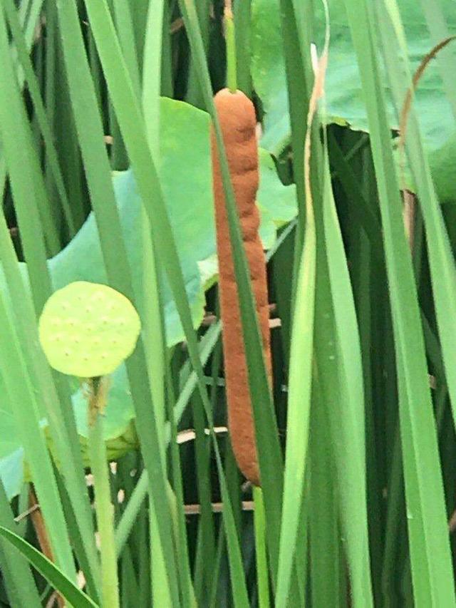 夏至是什么意思，二十四节气之夏至