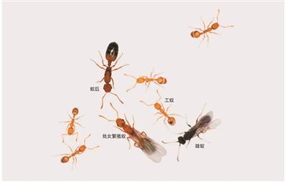 蚂蚁的特征简单介绍，蚂蚁的特点简单介绍30字（为什么蚂蚁必须生存在蚁群中）