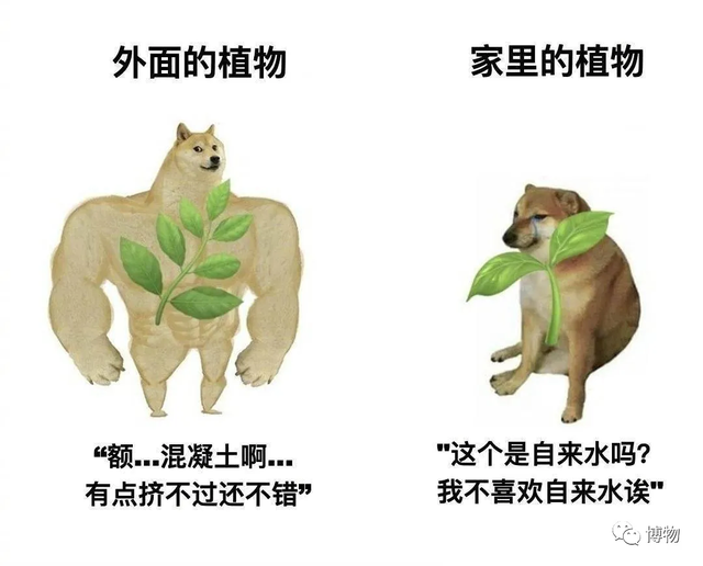 杨梅是什么，为啥现在的杨梅比较少泡出虫了