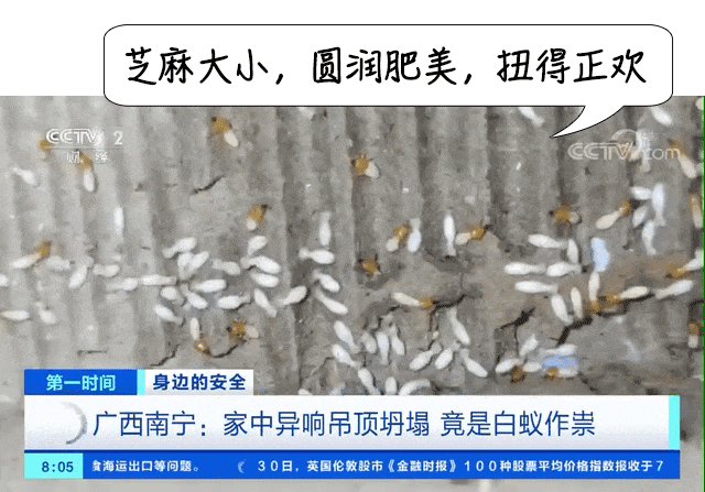 白蚁是什么样子，白蚁是什么样子的图片大全（掌握5招让它们退）