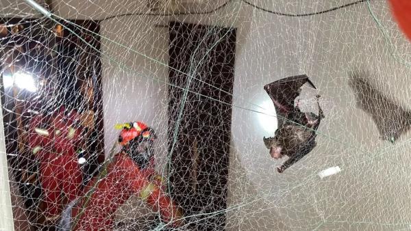 蝙蝠害怕什么动物，蝙蝠最怕是什么（黄果树景区一宾馆被160只蝙蝠攻占……）