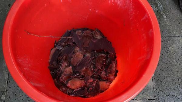 蝙蝠害怕什么动物，蝙蝠最怕是什么（黄果树景区一宾馆被160只蝙蝠攻占……）