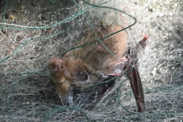 蝙蝠害怕什么动物，蝙蝠最怕是什么（黄果树景区一宾馆被160只蝙蝠攻占……）