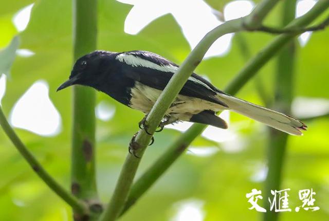 稀少好听的二字id，稀少好听的二字ID（鹊鸲：你认识我）