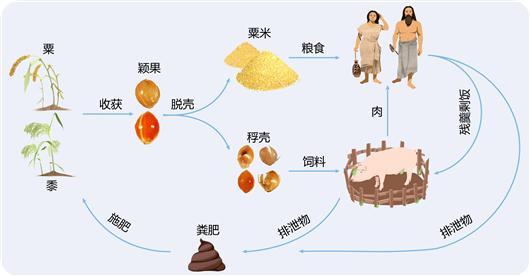 粟是什么农作物，粟是什么农作物演变而来（5500年前就有了“生态循环农业”）