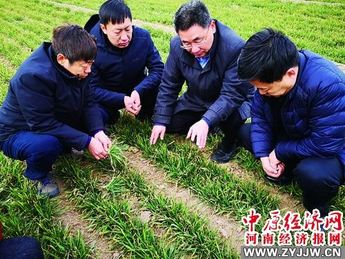 郑麦136品种特征，郑麦136小麦品种审定公告（郑麦136：大国有重器）