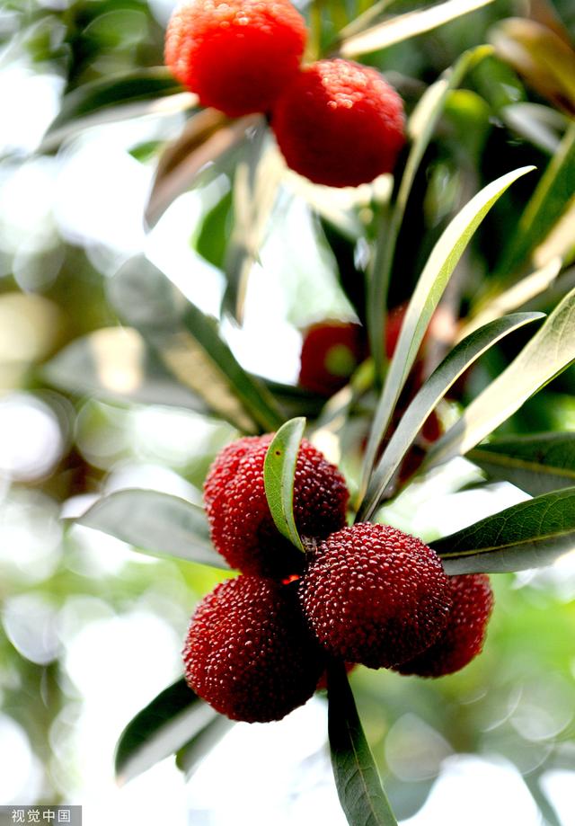 杨梅树适合在哪里种植，杨梅种在哪里比较好（火焰蜜珠：梅雨季里忆杨梅）