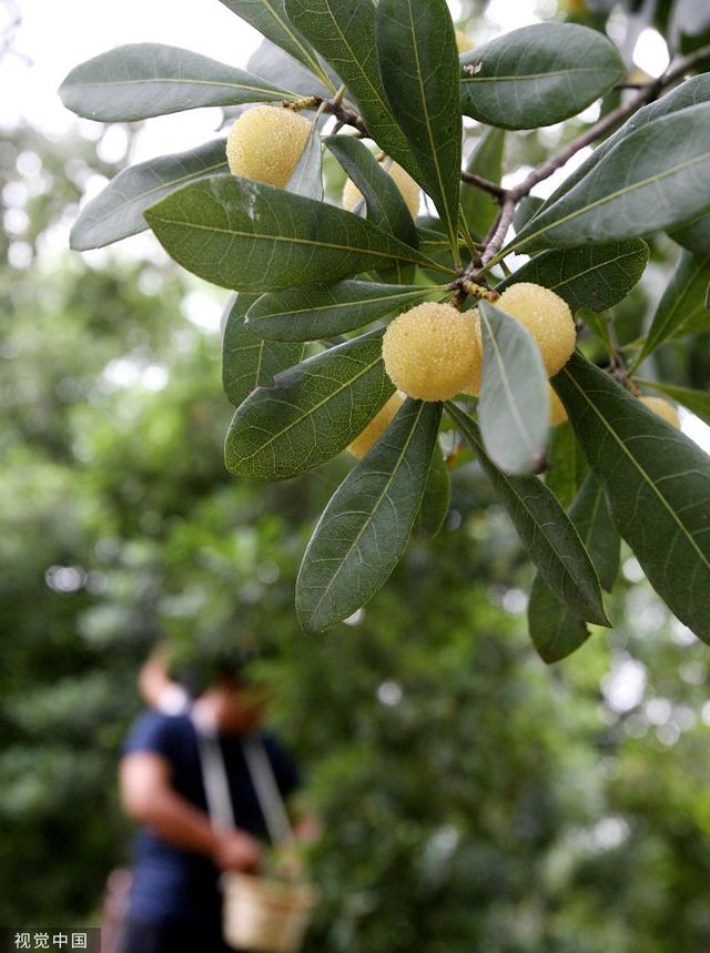 杨梅树适合在哪里种植，杨梅种在哪里比较好（火焰蜜珠：梅雨季里忆杨梅）