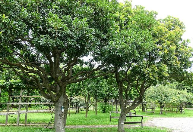 杨梅树适合在哪里种植，杨梅种在哪里比较好（火焰蜜珠：梅雨季里忆杨梅）