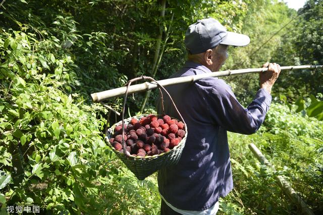 杨梅树适合在哪里种植，杨梅种在哪里比较好（火焰蜜珠：梅雨季里忆杨梅）