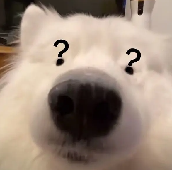 白蚁是什么样子，白蚁是什么样子的图片大全（掌握5招让它们退）