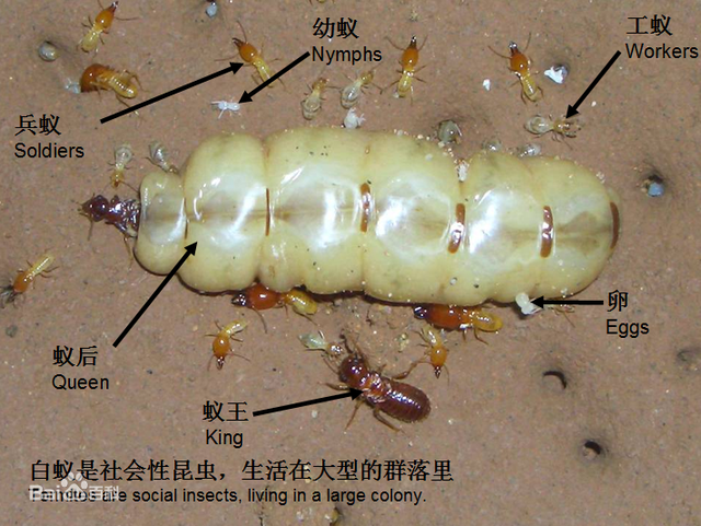 白蚁是什么样子，白蚁是什么样子的图片大全（掌握5招让它们退）