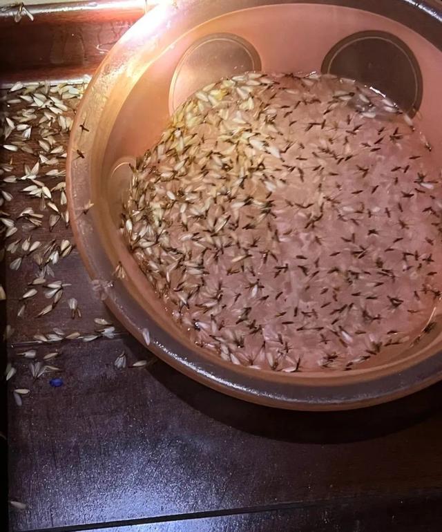 白蚁是什么样子，白蚁是什么样子的图片大全（掌握5招让它们退）