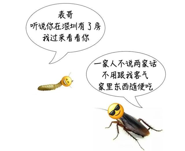 白蚁是什么样子，白蚁是什么样子的图片大全（掌握5招让它们退）
