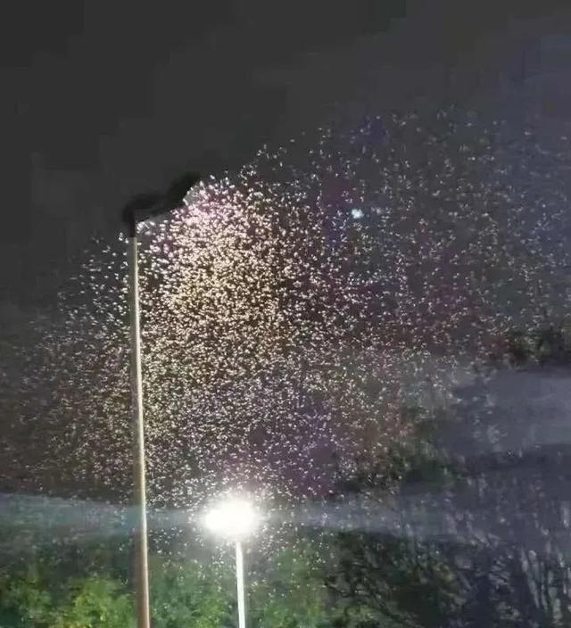 白蚁是什么样子，白蚁是什么样子的图片大全（掌握5招让它们退）