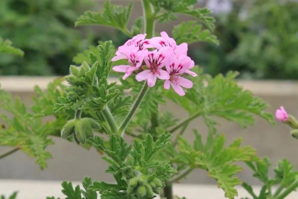 绿色蚊子，绿色的蚊子（“驱蚊植物”真能赶跑蚊子）