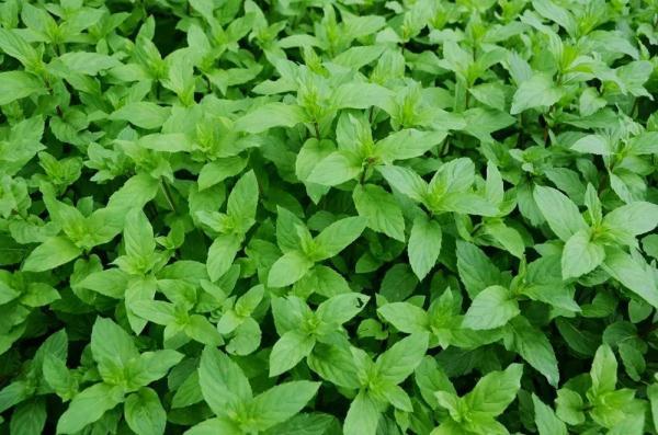 绿色蚊子，绿色的蚊子（“驱蚊植物”真能赶跑蚊子）
