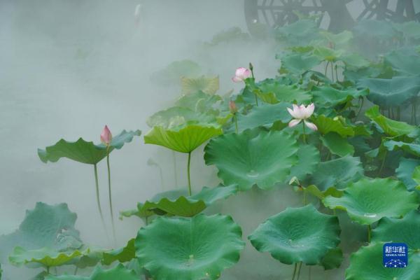 映日荷花别样红全诗，映日荷花别样红全诗是什么（诗意中国——接天莲叶无穷碧）