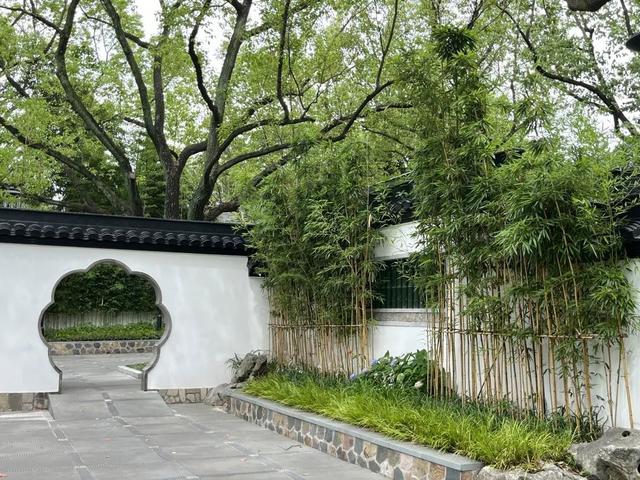 鹅毛竹,漫步竹林间,避暑纳凉赏诗词(鹅毛竹的特点)