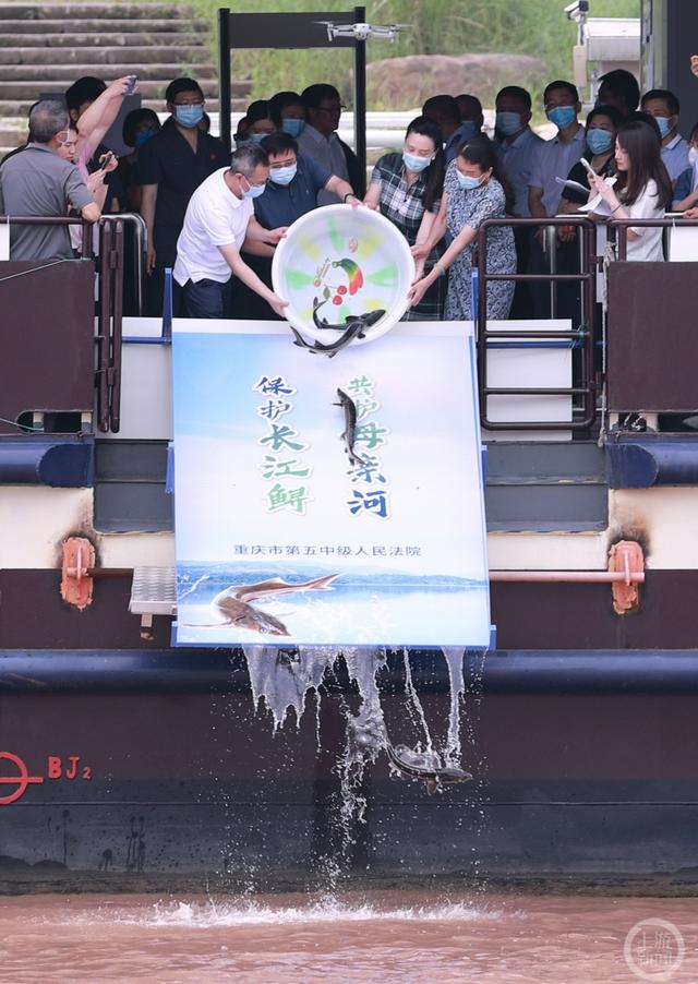 中国动物保护法，中国动物保护法有吗（长江鲟、胭脂鱼、岩原鲤……5000余尾长江上游珍稀特有鱼类“回家”了）