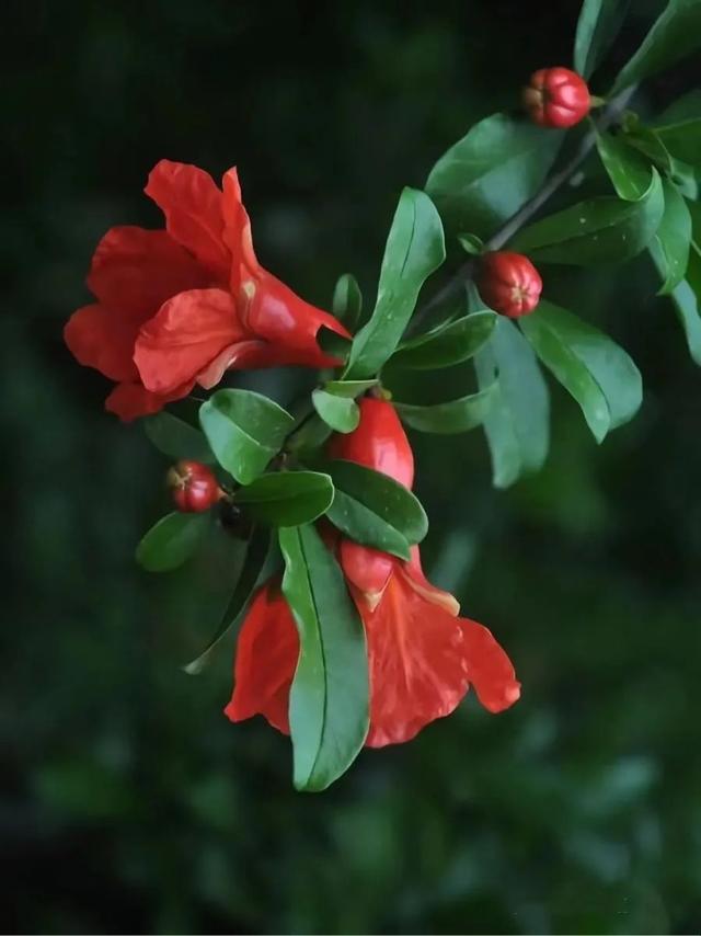 石榴花(石榴花图片,嫁给有情郎丨花花万物(果石榴花图片)