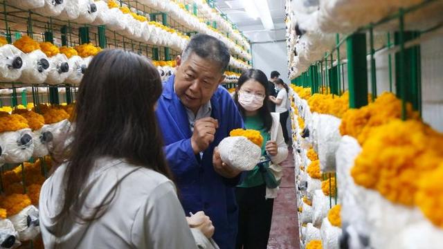 金耳的功效与作用，金耳的功效与作用及食用方法（莘县徐庄镇朵朵“金耳”铺就致富路）