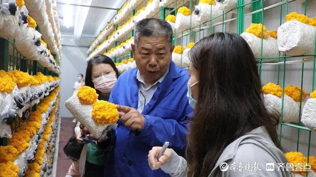 金耳多少钱一斤，种植金耳菌10平方投资多少钱（莘县徐庄镇有了致富“金耳朵”）
