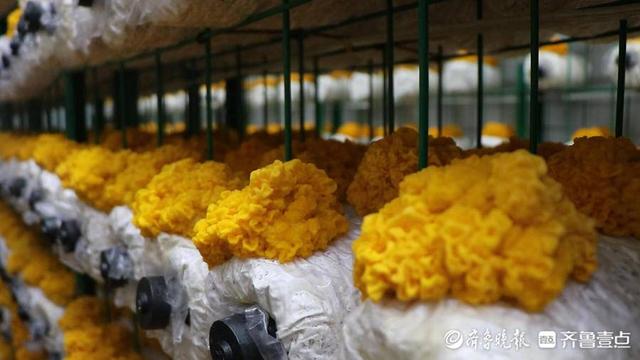金耳多少钱一斤，种植金耳菌10平方投资多少钱（莘县徐庄镇有了致富“金耳朵”）