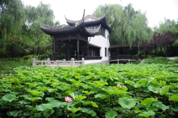 为荷是什么意思，盼批为荷是什么意思（郑州赏荷攻略来啦）