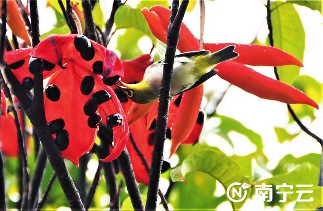 莲雾几月份成熟，莲雾是哪个季节的水果（芒果、扁桃、木菠萝、莲雾……南宁街头挂满盛夏果实）