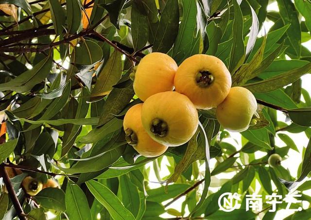 莲雾几月份成熟，莲雾是哪个季节的水果（芒果、扁桃、木菠萝、莲雾……南宁街头挂满盛夏果实）