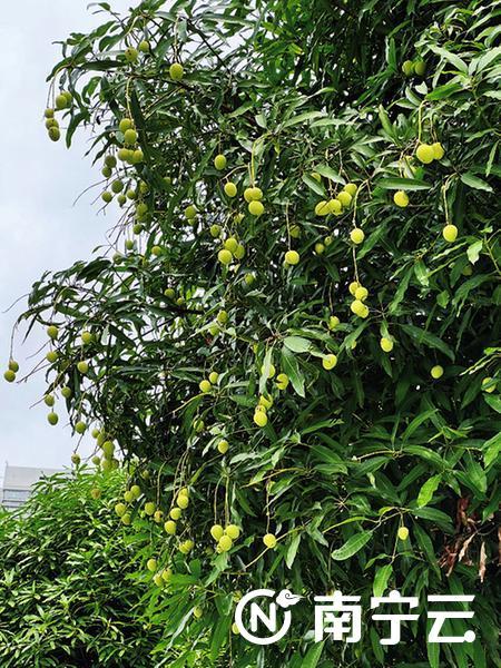 莲雾几月份成熟，莲雾是哪个季节的水果（芒果、扁桃、木菠萝、莲雾……南宁街头挂满盛夏果实）