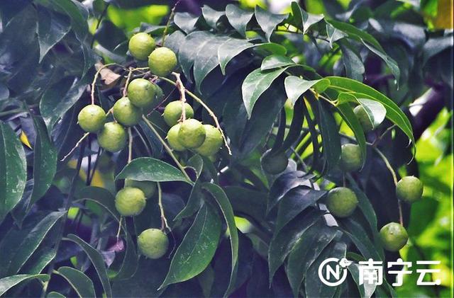 莲雾几月份成熟，莲雾是哪个季节的水果（芒果、扁桃、木菠萝、莲雾……南宁街头挂满盛夏果实）