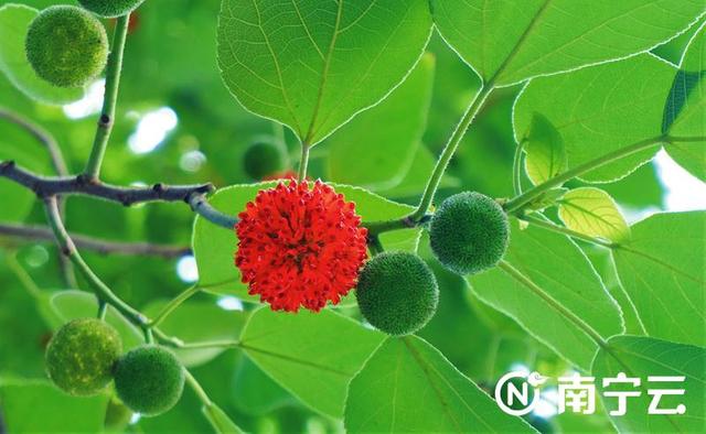 莲雾几月份成熟，莲雾是哪个季节的水果（芒果、扁桃、木菠萝、莲雾……南宁街头挂满盛夏果实）