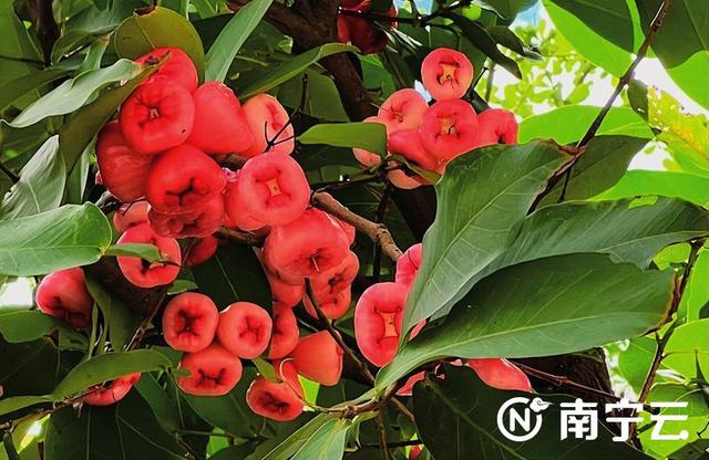 莲雾几月份成熟，莲雾是哪个季节的水果（芒果、扁桃、木菠萝、莲雾……南宁街头挂满盛夏果实）
