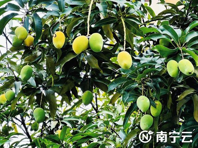 莲雾几月份成熟，莲雾是哪个季节的水果（芒果、扁桃、木菠萝、莲雾……南宁街头挂满盛夏果实）