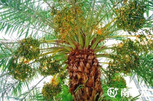 莲雾几月份成熟，莲雾是哪个季节的水果（芒果、扁桃、木菠萝、莲雾……南宁街头挂满盛夏果实）