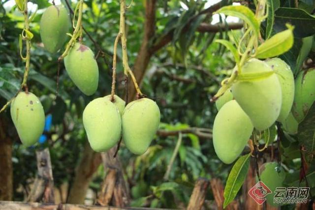 青芒果怎么吃，青芒果怎么吃图解法（青芒果——夏天一道酸甜的美味）