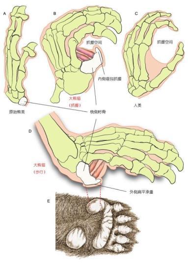大熊猫属于什么目的动物，大熊猫属于什么目的动物?啮齿目食肉目食草目确定（大熊猫吃竹子“绝技”从何而来）