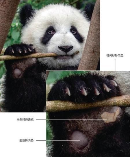 大熊猫属于什么目的动物，大熊猫属于什么目的动物?啮齿目食肉目食草目确定（大熊猫吃竹子“绝技”从何而来）