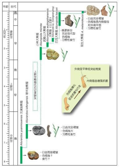 大熊猫属于什么目的动物，大熊猫属于什么目的动物?啮齿目食肉目食草目确定（大熊猫吃竹子“绝技”从何而来）