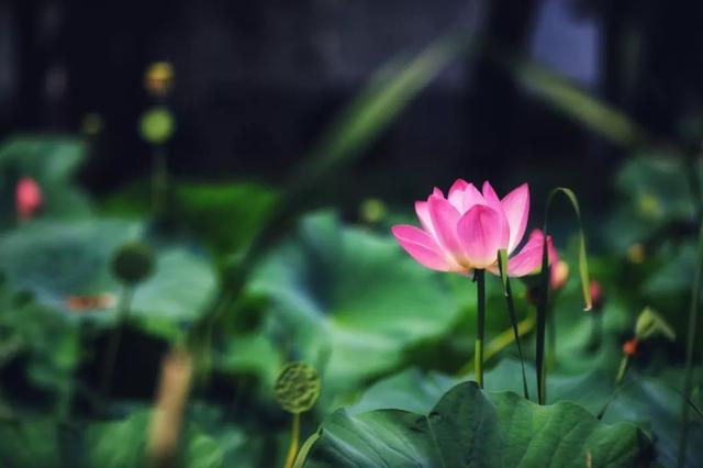 莲与荷有什么区别，莲和荷的区别是什么（荷花？莲花？傻傻分不清楚！）