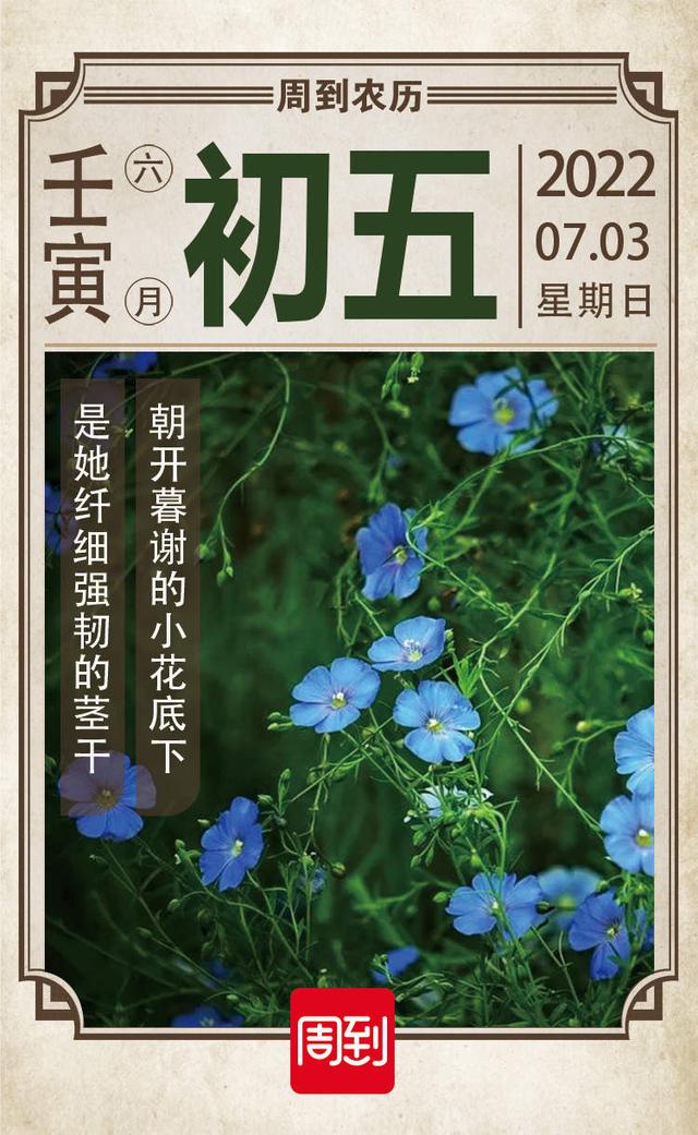 六月雪什么时候开花，六月雪什么时候开花,怎么修剪（农历中国）