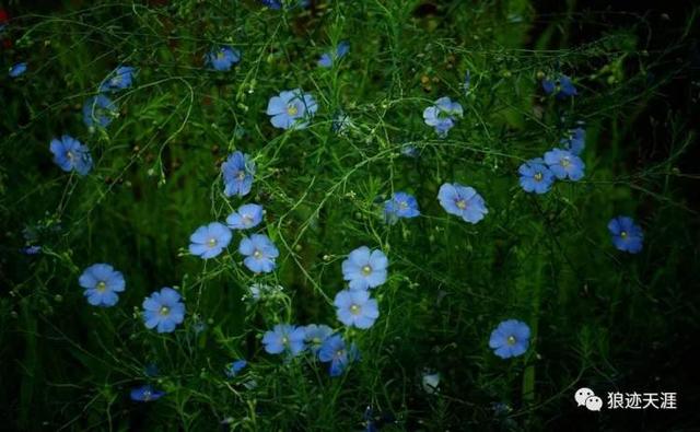 六月雪什么时候开花，六月雪什么时候开花,怎么修剪（农历中国）