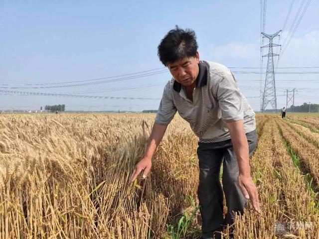 小麦种法讲解，小麦怎么种（小麦增产背后的高低畦种植法）