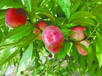 乐花卡是正规的吗，乐花卡是什么卡（“魔法教授”施秘方）