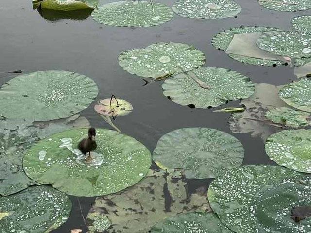 百花丛QM水会，百花丛qm（杏坛杯，南池雨趣<小学>）