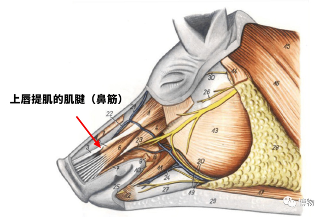 bushi是什么意思，bushi什么意思网络用语（看完本文，从此不做点菜文盲）